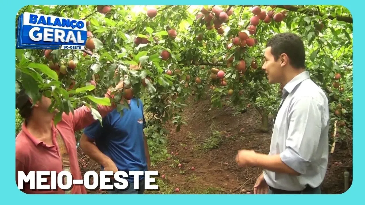 Município de Tangará é destaque na produção de ameixas e pêssegos