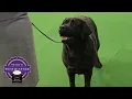 Best of Breed Minute Labrador Retriever