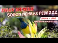 Download Lagu MASTERAN SOGON NEMBAK PANJANG FULL tembakan DURASI PANJANG untuk MURAI BATU