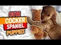 Cocker Spaniel Puppies Funny Clips 2018