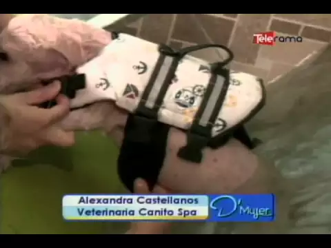 Ozonoterapia en mascotas