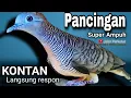 Download Lagu PERKUTUT LOKAL GACOR suara besar - PANCINGAN TERCEPAT (MENGUNDANG BUNYI BURUNG PERKUTUT)