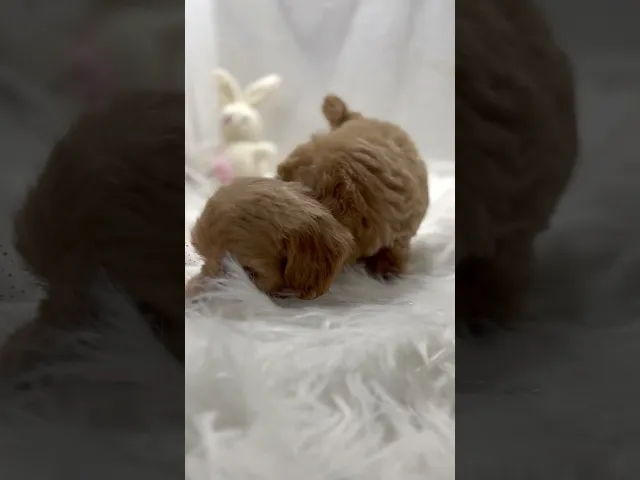 動画
