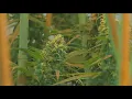 Ohio medical marijuana dispensaries can now apply for recreational sales permits