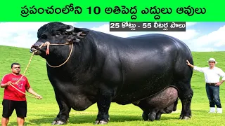 Top 10 biggest Bulls in the world Largest Bulls in the world biggest cows Largest cows