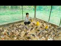 Download Lagu Renovate And Building Chicken Coop To Raise Many Chickens - Farm Life Off Grid - My Bushcraft