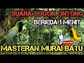 Download Lagu MASTERAN MURAI BATU SUARA SOGOK ONTONG BERJEDA, NYERECET NEMBAK TAJAM, GACOR KUALITAS JERNIH !!!