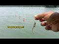 Download Lagu Gunakan cara ini jika ingin strike kakap putih di muara || Mancing Barramundi