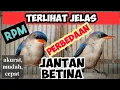 Download Lagu PERBEDAAN BURUNG RAMBATAN PARUH MERAH RPM JANTAN DAN BETINA