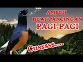 Download Lagu HITUNGAN DETIK murai batu gacor PAGI SORE AMPUH MEMBUAT PANCINGAN murai batu agar cepat bunyi
