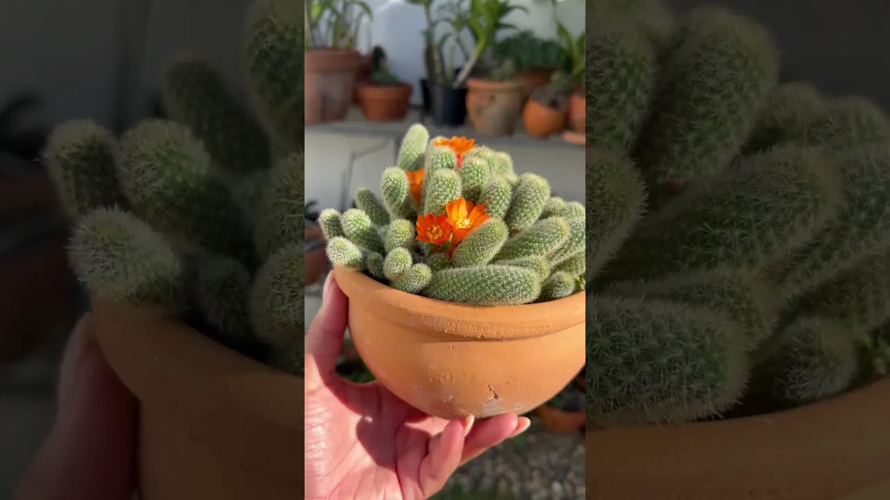 Hermoso cactus