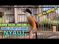 burung cendet gacor AMPUH BONGKAR FULL EMOSI,, PANCINGAN CENDET AGAR BUNYI bikin BURUNG PENTET GACOR