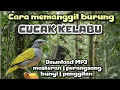 Lagu Download MP3 suara PIKAT burung CUCAK KELABU paling jernih !!