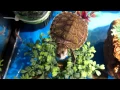 Download Lagu Baby turtle making random sound