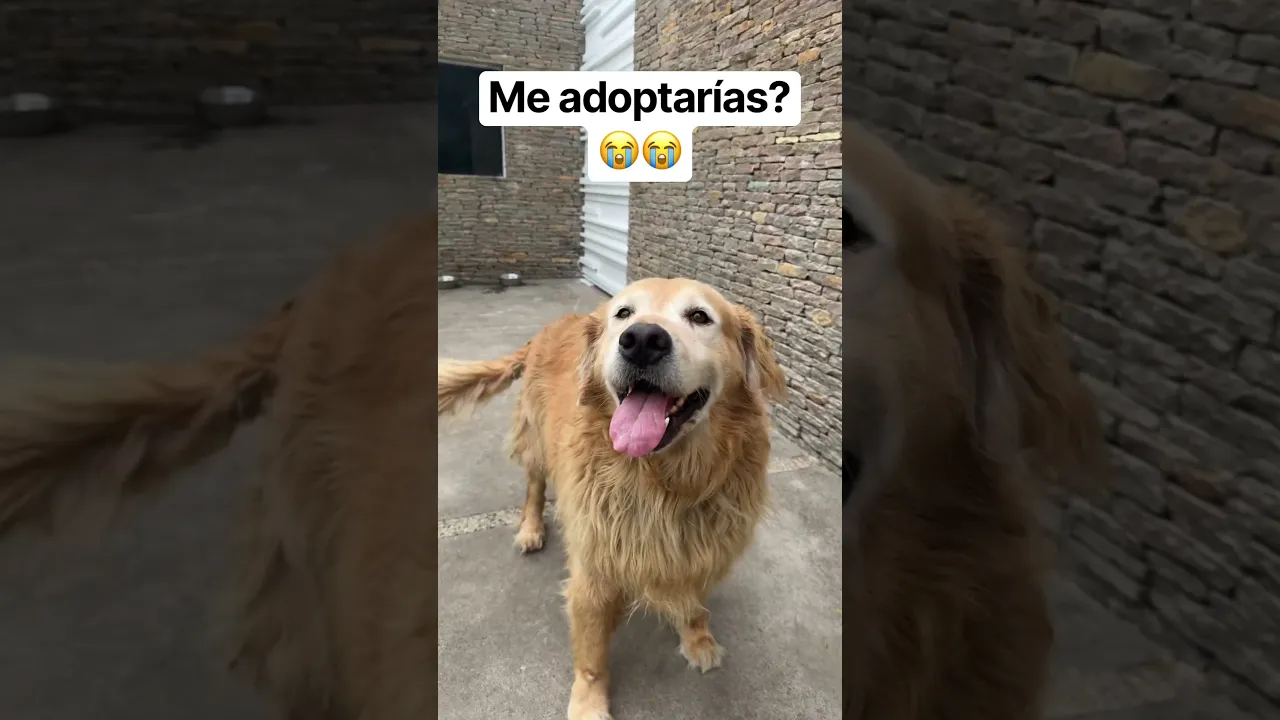 Me adoptarías 🐕🦮