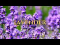 Herbs 2 Lavender Dill Common Sage Magic Folklore and Witchcraft