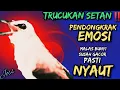 Lagu PANCINGAN TRUCUK SETAN ‼️ PENDONGKRAK EMOSI ‼️ SUSAH GACOR MALAS BUNYI Langsung NYAUT NGROPEL ‼️