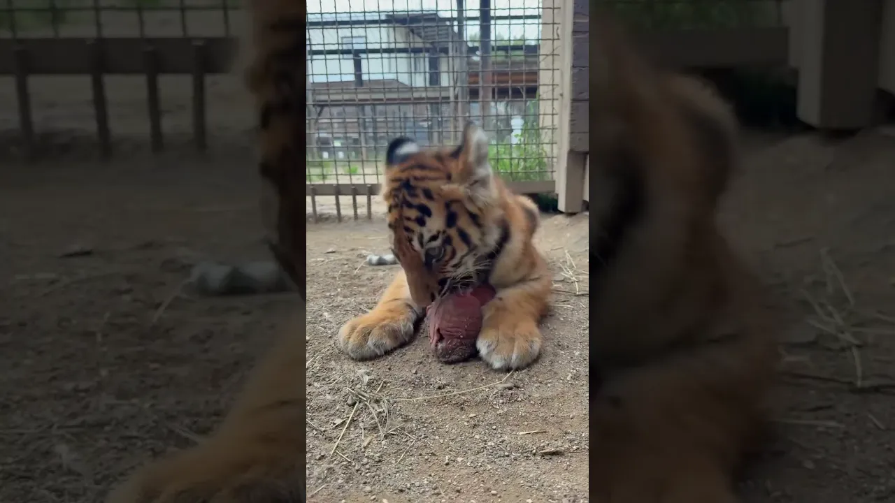 A hungry tiger boy 🥰