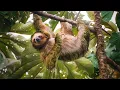 Sloth Attack How They Defend Themselves