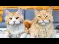 Download Lagu DJ Buster - The Magic Whisker (Music Video)