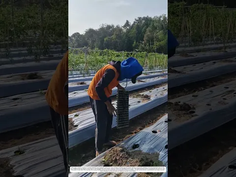 Planting Chili Seedlings: A Manual Method to Transform Vacant Land into Ready-to-Grow Shoots