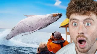 Craziest Animal Encounters