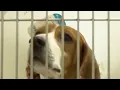 The Southwest Missouri Humane Society in Springfield seeks donations on Giving Tuesday