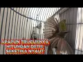 Download Lagu trucukan gacor TARUNG ROPEL PANJANG pancingan trucukan agar bunyi jadikan burung trucuk gacor EMOSI