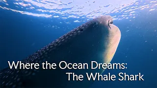 Where the Ocean Dreams: The Whale Shark.