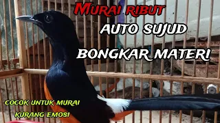 Download MURAI RIBUT SANGAT BERISIK UNTUK MEMANCING MURAI LAIN IKUT GACOR MP3