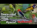Download Lagu suara pikat terbaru versi mulyono gyt kemade nyecret kombinasi sirtu dan sogon