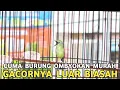 Lagu TAU GINI BELI BURUNG OMBYOKAN MURAH || KALO SUDAH GACOR BISA SEMEWAH INI DI PASAR BURUNG PRAMUKA 