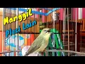 Download Lagu Pleci Ngalas Manggil Pleci Lain, Pleci Yang Mendengar Pasti Respon