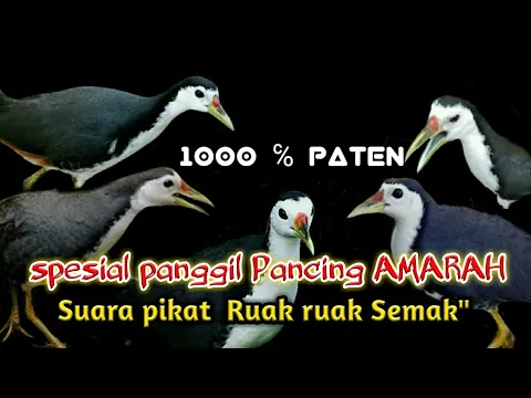 Download MP3 suara pikat Ruak ruak sepesial panggil pancing Amarah