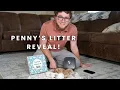 Penny s F1 Cavapoo Puppies Litter Reveal