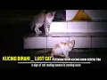 kucing birahi || lust cat
