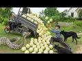 Download Lagu Use A 3-Wheeled to harvest hundreds of kilograms of melons to sell | Attack of the giant snake