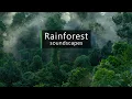 Thunder and rain sounds - Asian rainforest soundscape