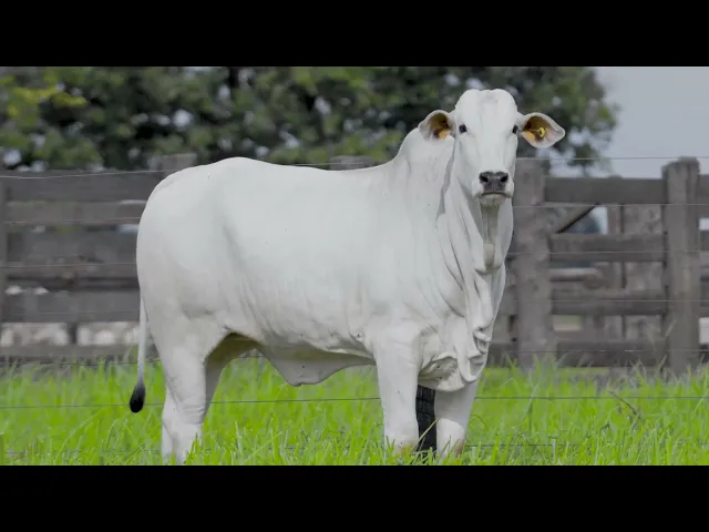 Novilha Nelore LSA - 2322