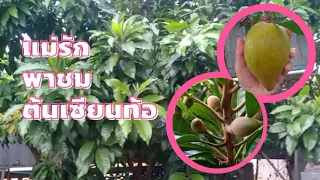  ต้นเซียนท้อมีลักษณะใบอย่างไร และแตกต่างจากใบมะม่วงอย่างไรบ้าง 