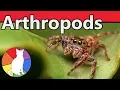 Arthropods Animal Fact Files