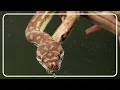 Pythons Found Frozen To Death Because Of Extreme Cold Python Hunters