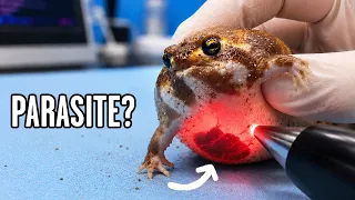 I Took my Fat Frog to the Vet, This Happened
