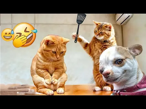 Download MP3 The FUNNIEST Dogs and Cats Shorts Ever😽🐶You Laugh You Lose🐶