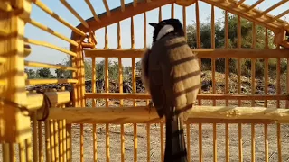 تغريد لفتح البلبل الوحشي العنيد ملاحظه يجب يكون التسميع بصوت منخفظ جدا 