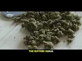 Lutan Fyah, Jah Mason, Spectacular - High Grade [Soul Rebel Sound & Evidence Music]