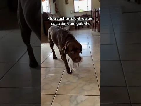 Meu Cachorro Salvou Este Gatinho