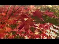 2 Hours Of Soothing Guitar Music with Autumn Background: Perfect for Relaxation, and Stress Relief