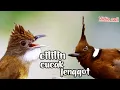 CILILIN VS CUCAK JENGGOT || BESETAN DAN TEMBAKAN DAHSYAT 3jam FULL