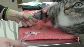 How to place an intravenous IV catheter VETgirl Veterinary CE s